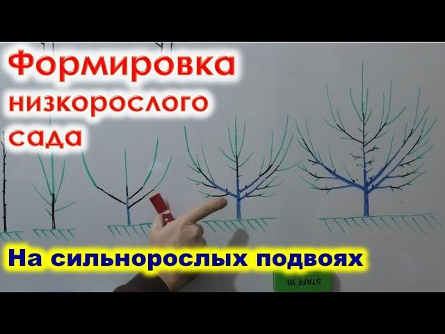 ФОРМИРОВКА низкорослого САДА на семенном подвое
