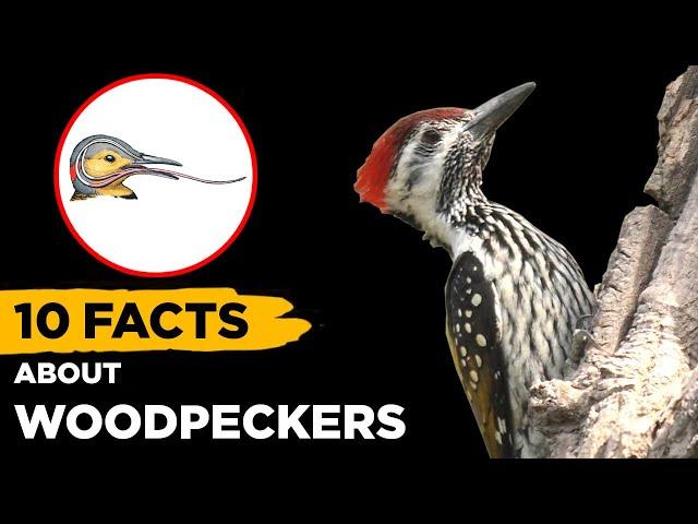 10 Fascinating Facts About Woodpeckers That Will Blow Your Mind