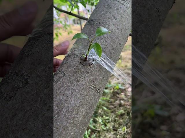 How to Graft Fruit Trees Like a Pro!