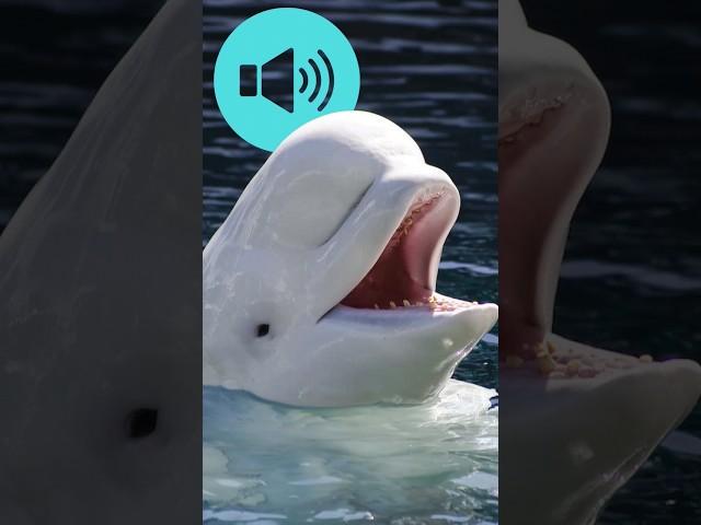 Beluga Whale Sound ️ Canaries of the Sea with Vocal Mimicry! #wildlife #animalfacts  #beluga