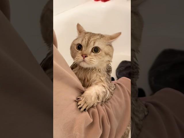 Not for the faint hearted #cat #cats #catowners