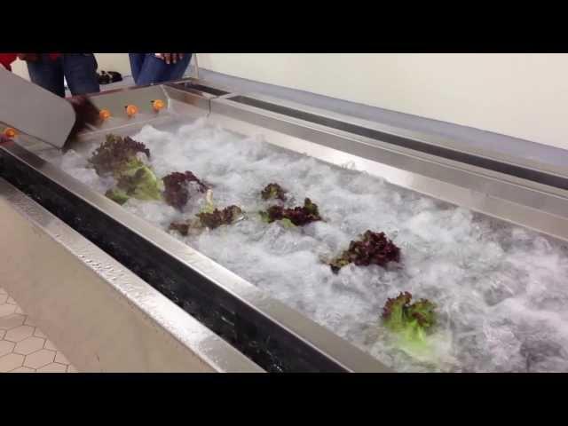 Bubble Washer - Whole lettuce washing process