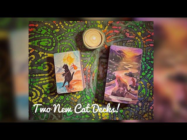 Two Unexpected Cat Tarot Decks Arrived Today! Cat Folk Tarot & Cat Aura Tarot