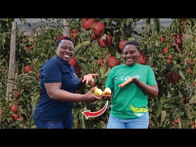 Meet The Kenya Self Made Millionaire Woman Growing Apples In Africa | How She Made It