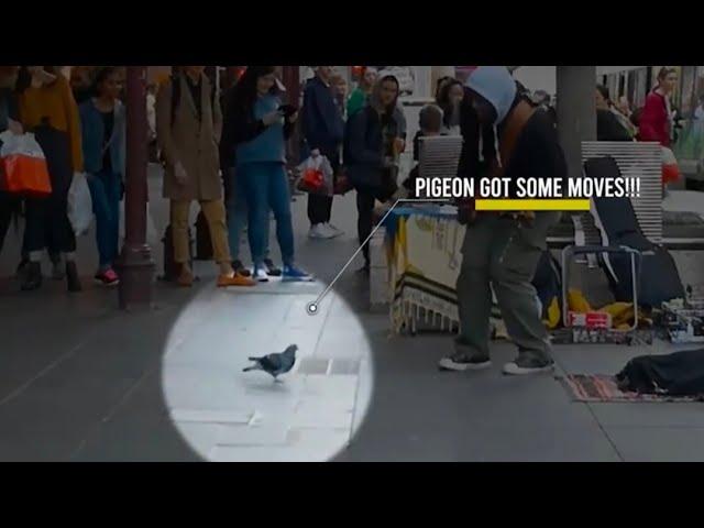 Pigeon Grooves Busker's tune