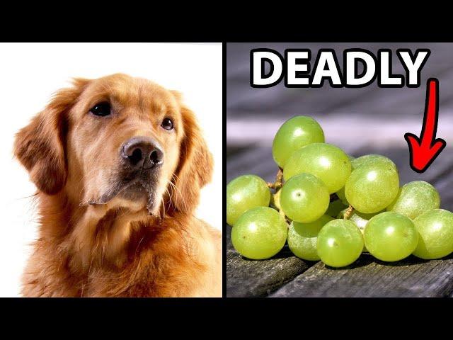 12 Human Foods Golden Retrievers Should Never Eat