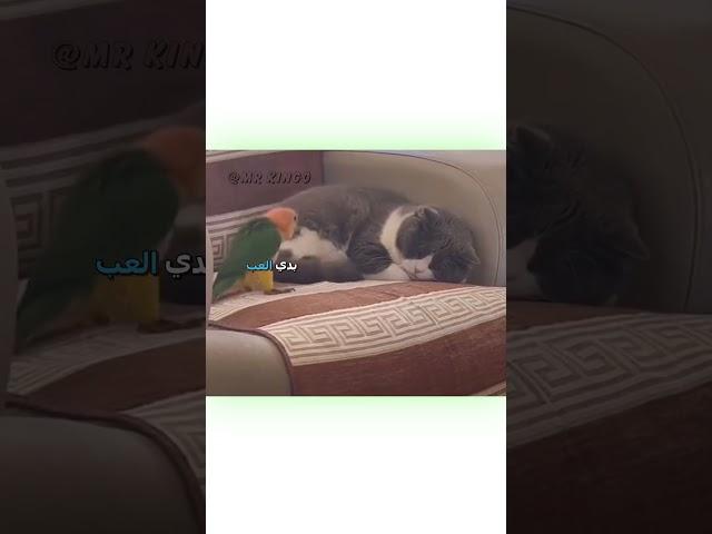 ️أفضل دوبلاج للحيوانات 2# | #دبلجة_مضحكة #ضحك #اكسبلور #السعودية #my_kingo #كوميديا #دوبلاج #funny