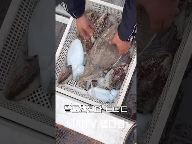 이런 사이즈의 갑오징어는 처음봅니다 ㄷㄷ