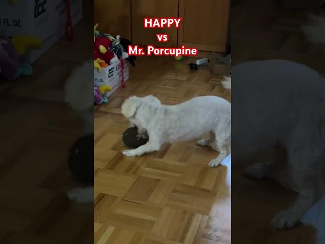 Doggo vs @MarthaStewart Mr. Porcupine