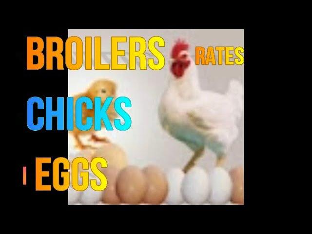 24-08-2022- poultry rates | Daily Poultry Rates | Daily poultry rates in india| egg | broiler |chick