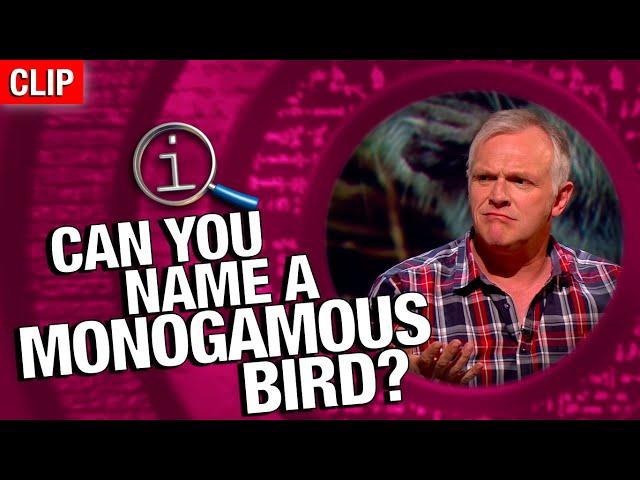 QI | Can You Name A Monogamous Bird?