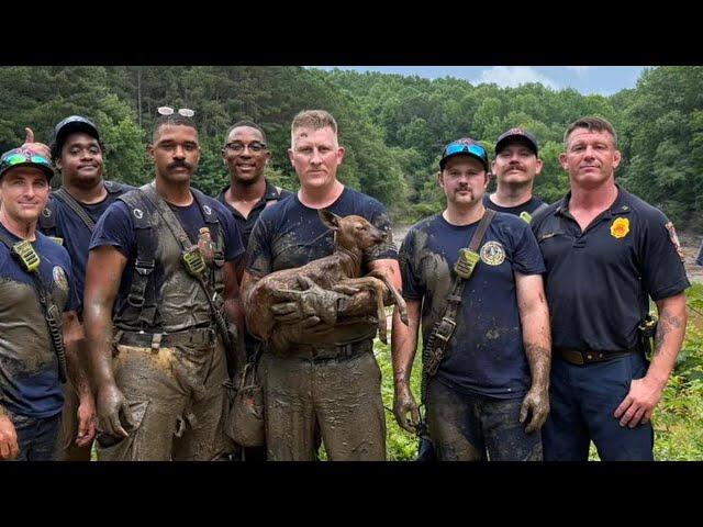 ‘Always ready’: DeKalb fire officials rescue fawn trapped in the mud