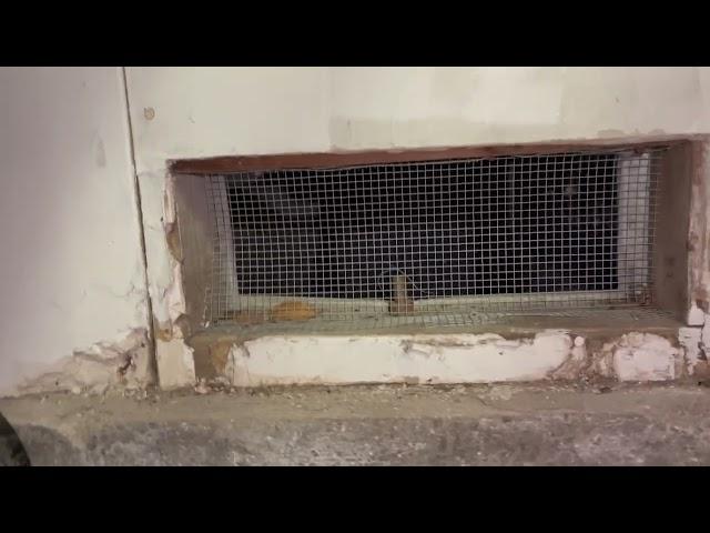 Rodent proofing exclusion work with Quality Quest Pest Control.