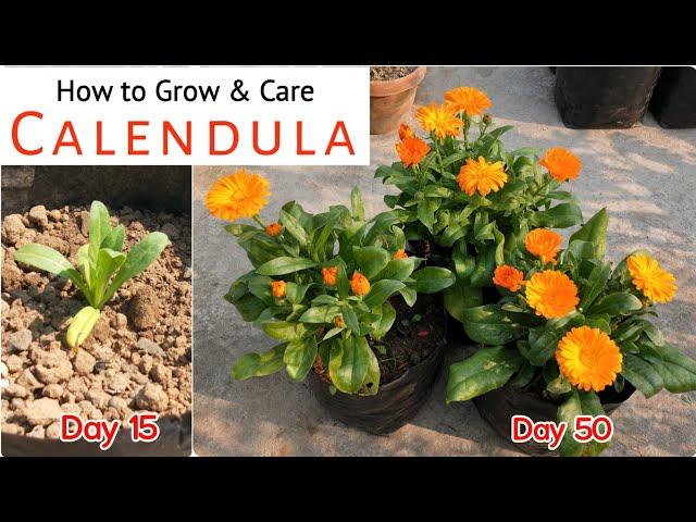 How to Grow Calendula in 6 inch Growbags or Containers | Best Way to Take Care of Calendula