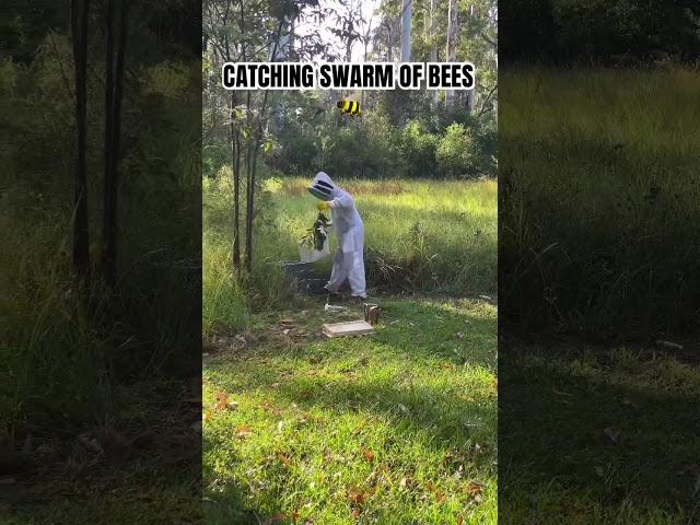 Catching Swarm Of bees #fyp #beekeeping