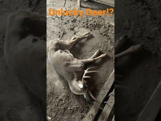 How did this deer get stuck??