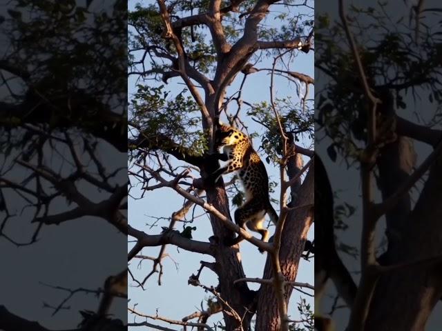 Leopard vs Monkey  – Wild Chase!#wildlife#reels#animals#animalworld#youtubeshorts#shortvideo