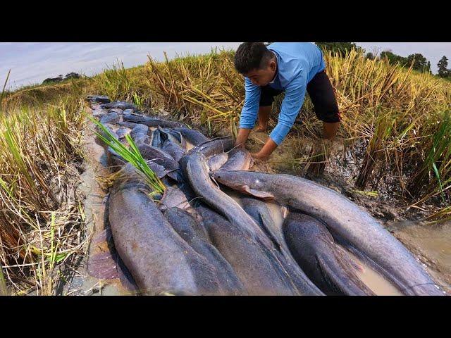 Village Fishing! a smart fisherman catch a lot of fish in moss mud at rice field by best hand
