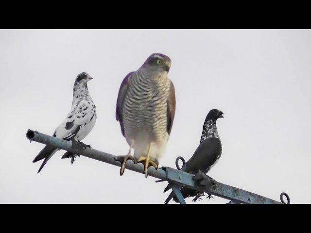 The hawk is complying! Pigeons in Shock! The fight continues!