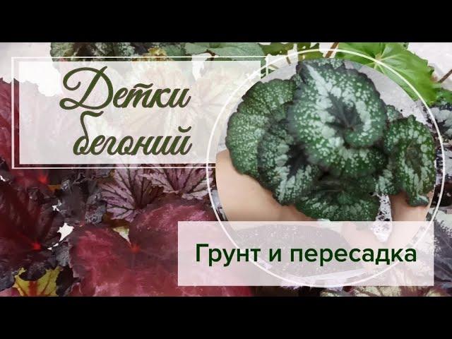 Пересаживаю детки бегоний. Состав грунта.