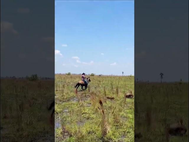 #colombia #llano #cowboys #casanare