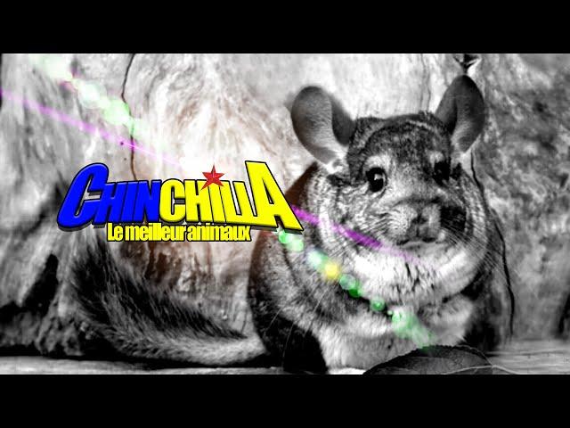 CHINCHILLA, le meilleur animaux