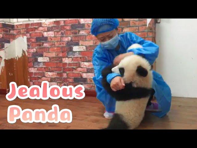 【If Pandas Can Talk】Episode 2 Jealous Panda | iPanda