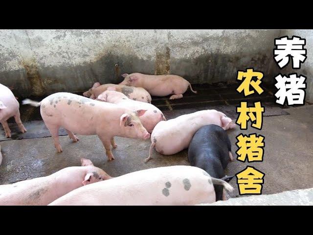 农村大叔养几十头大肉猪，几年下来为何越养越少，养猪还有出路吗