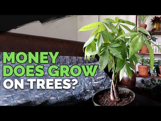 Money Tree (Pachira Aquatica) Care