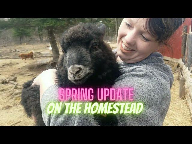 Spring time on Tangled Flock Farm! - Our Spring update