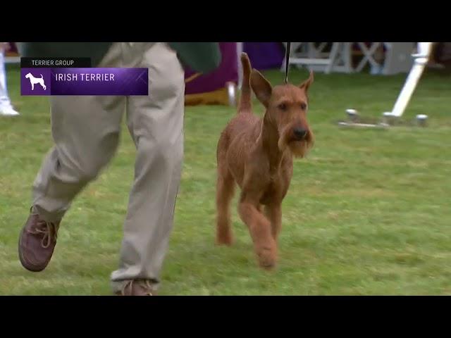 Irish Terriers | Breed Judging 2021