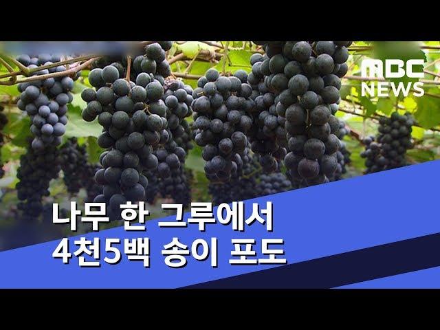 나무 한 그루에서 4천5백 송이 포도가 '주렁주렁' (2018.09.08/뉴스데스크/MBC)