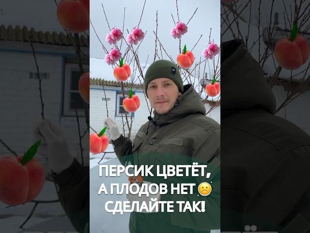 Персик цветёт, а плодов нет #обрезкаперсика #обрезкасада #сад #обрезкаяблони #обрезкаплодовых