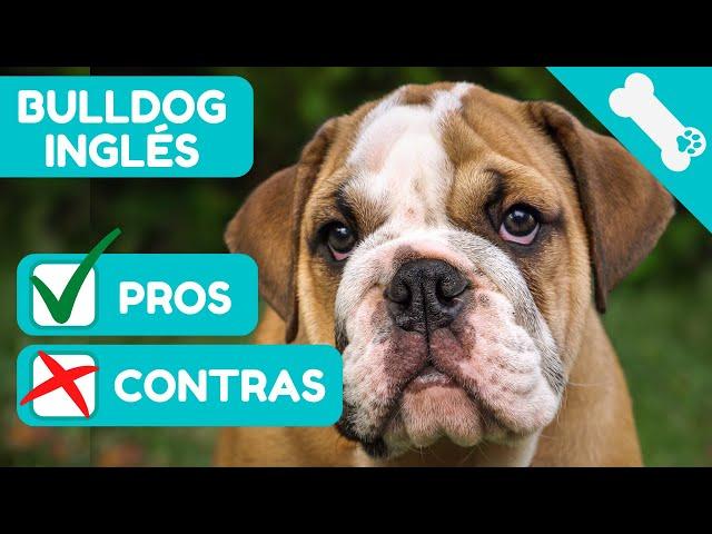  VENTAJAS Y DESVENTAJAS de tener un BULLDOG INGLES   PROS Y  CONTRAS de Perros BULLDOG INGLES