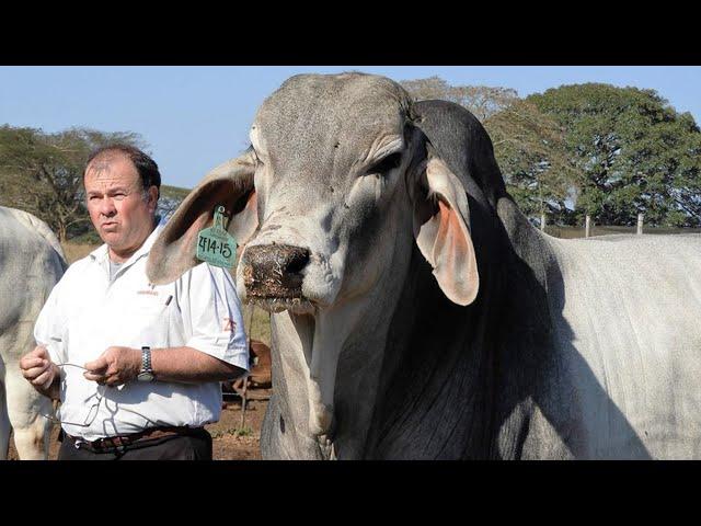 Big Cow In World 2020 - Gabtoli gorur haat 2019 - Big cow in Dhaka