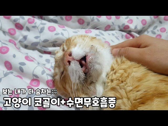 보는 내가 다 숨차는 고양이 코골이+수면무호흡증