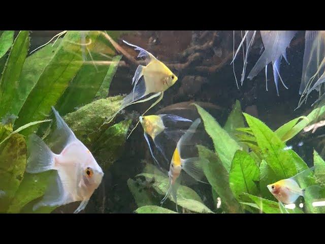 Update on Jonscreatures 