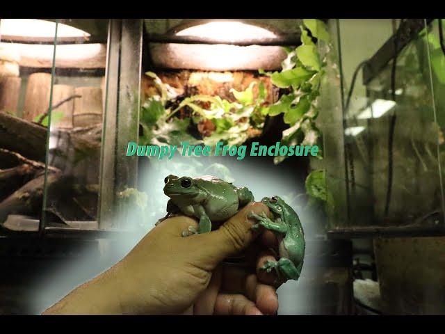 Whites Tree Frog Paludarium Build!