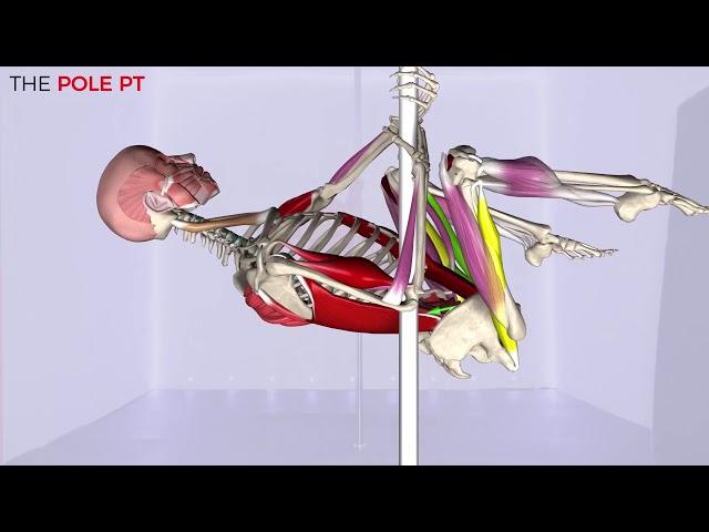 Pole Anatomy - pole invert: the muscles, anatomy and biomechanics of pole!