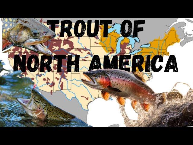 The Trout Species Of North America: An identification and range map trout guide