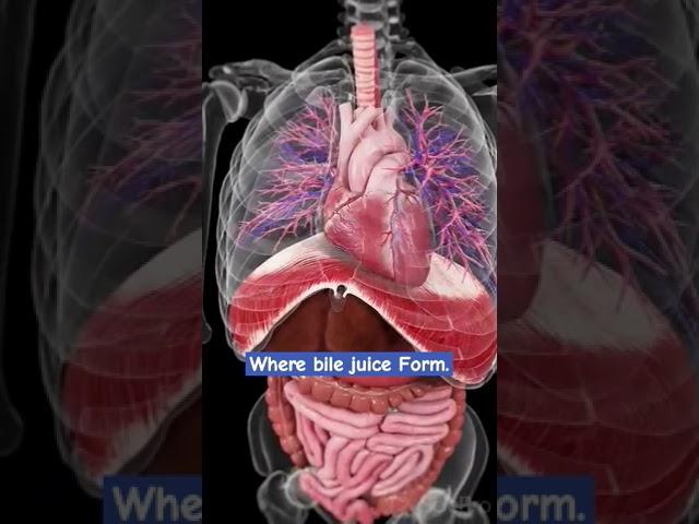Heart Anatomy of human #heart #biology #neet #science