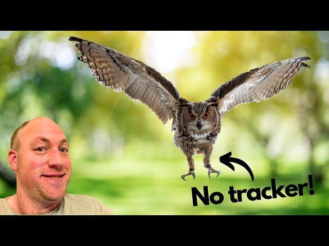 Flying an Eagle owl free with no tracker!