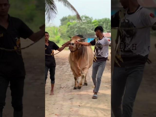 Beautiful Sahiwal Bull Of khan Agro Chittagong #bull #goruloversofchattga #youtubeshorts #viralvideo