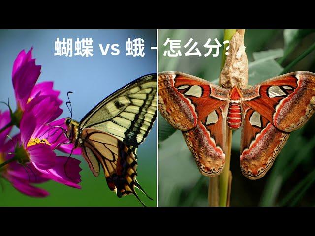 蝴蝶 vs 蛾   怎么分