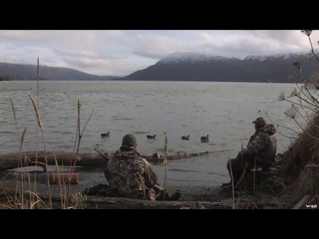 Duck hunting at Low Tide At Larson Bay Alaska