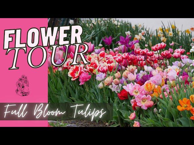APRIL FLOWER TOUR: TULIPS IN FULL BLOOM!! - Cut Flower Garden - Tulips, Daffodils, and Ranucnulus
