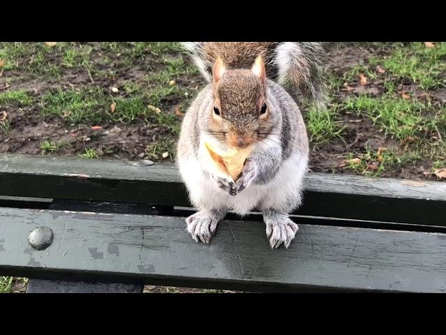 FUNNY SQUIRREL STEALING FOOD FROM MY BAG - LONDON HYDE PARK -4K