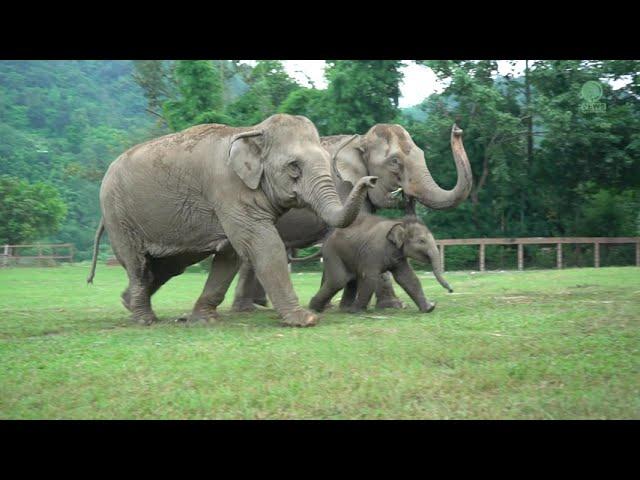 Elephants Run To Greeting The Newly Rescued Baby Elephant "Chaba"