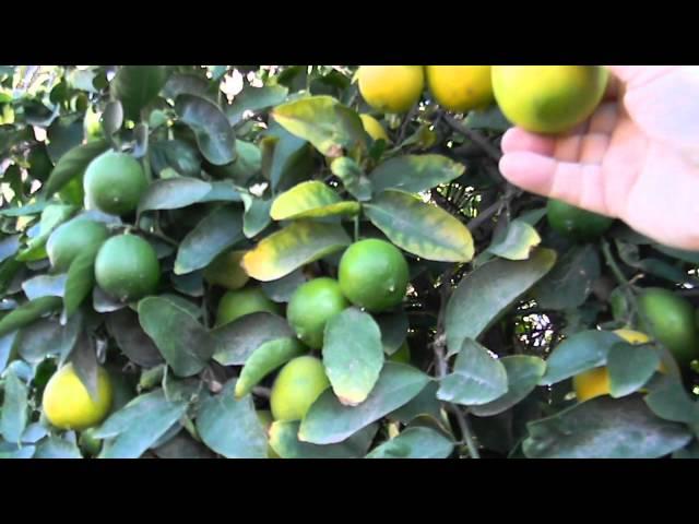 Bearss Lime r Persian Lime Fruit