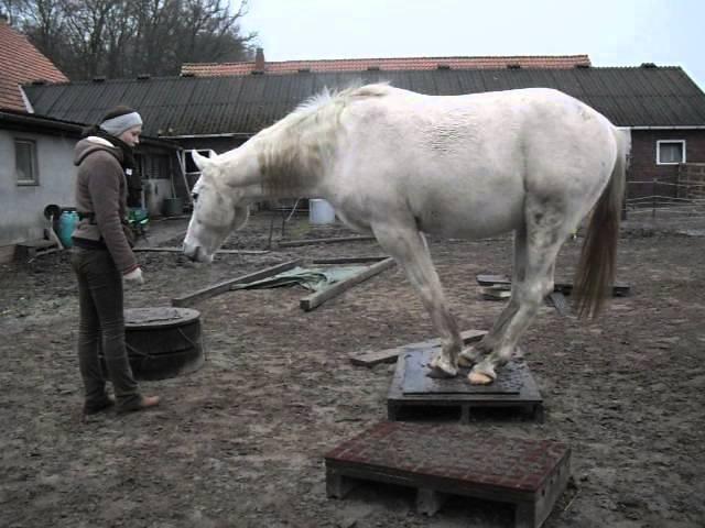 Clickertraining Bergziege